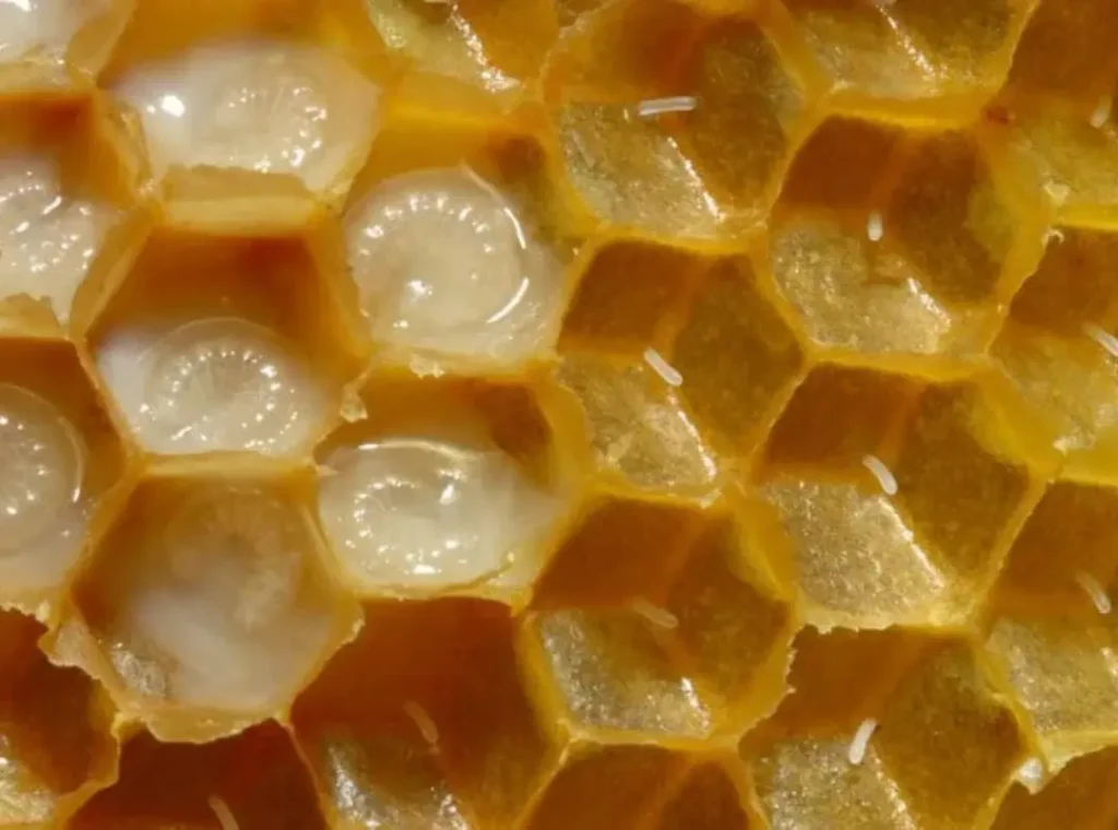 Royal Jelly